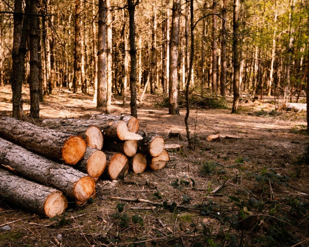 selective-focus-shot-wood-logs-sunny-forest_181624-50608 selective-focus-shot-wood-logs-sunny-forest_181624-50608